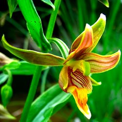 Дремлик гигантский / Epipactis gigantea, Garden Orchid